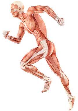 Infringement of neuromuscular depreciation